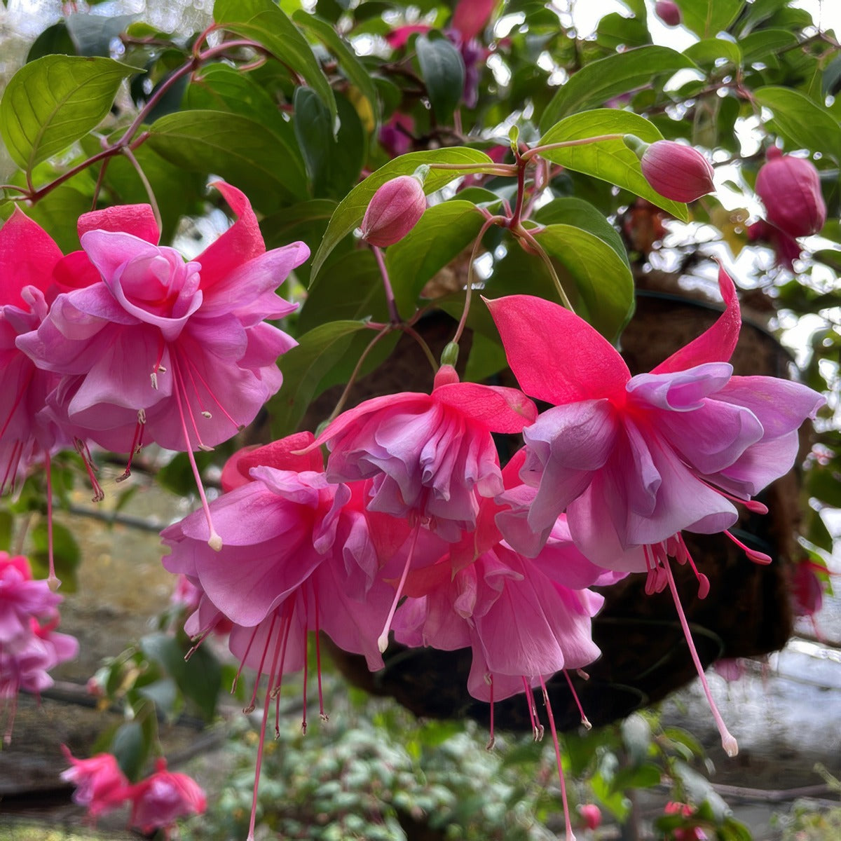 Fuchsia Joanne P10fucjoa - Garden Express Australia