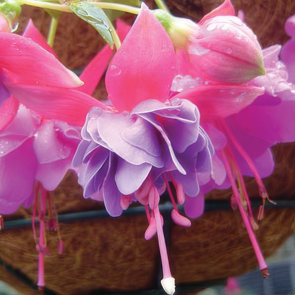 Fuchsia Lisa Pplfuclis - Garden Express Australia
