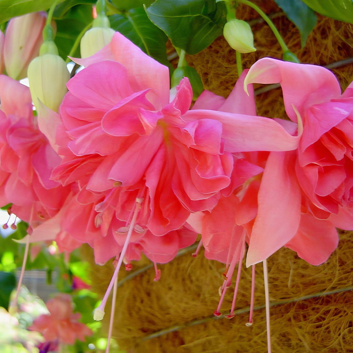 Fuchsia Marcus Graham Pplfucmgr - Garden Express Australia