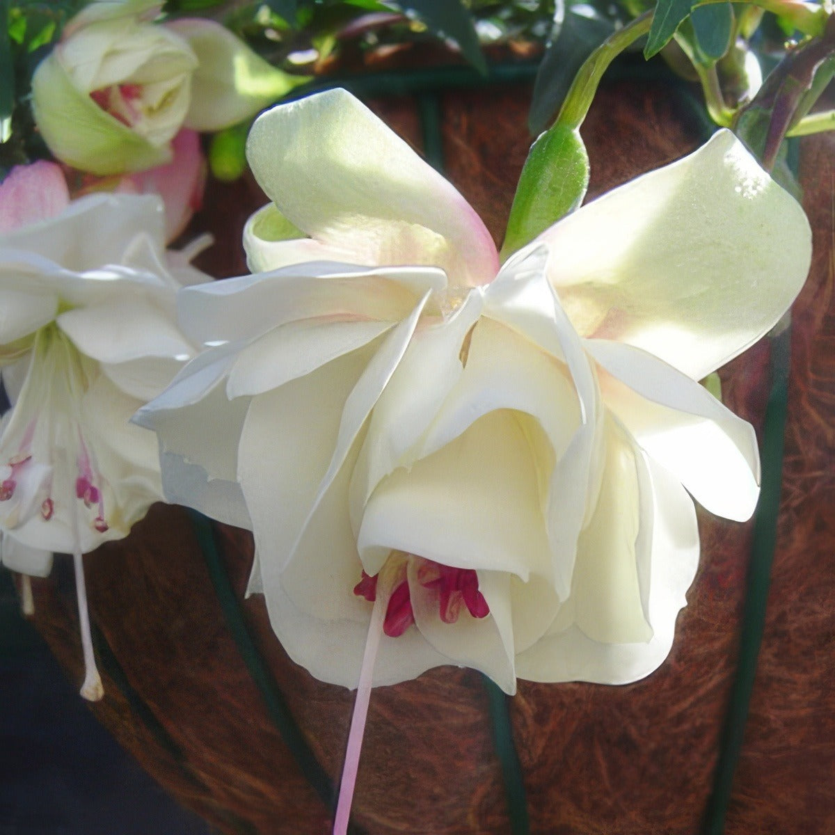 Fuchsia Monica May Pplfucmma - Garden Express Australia