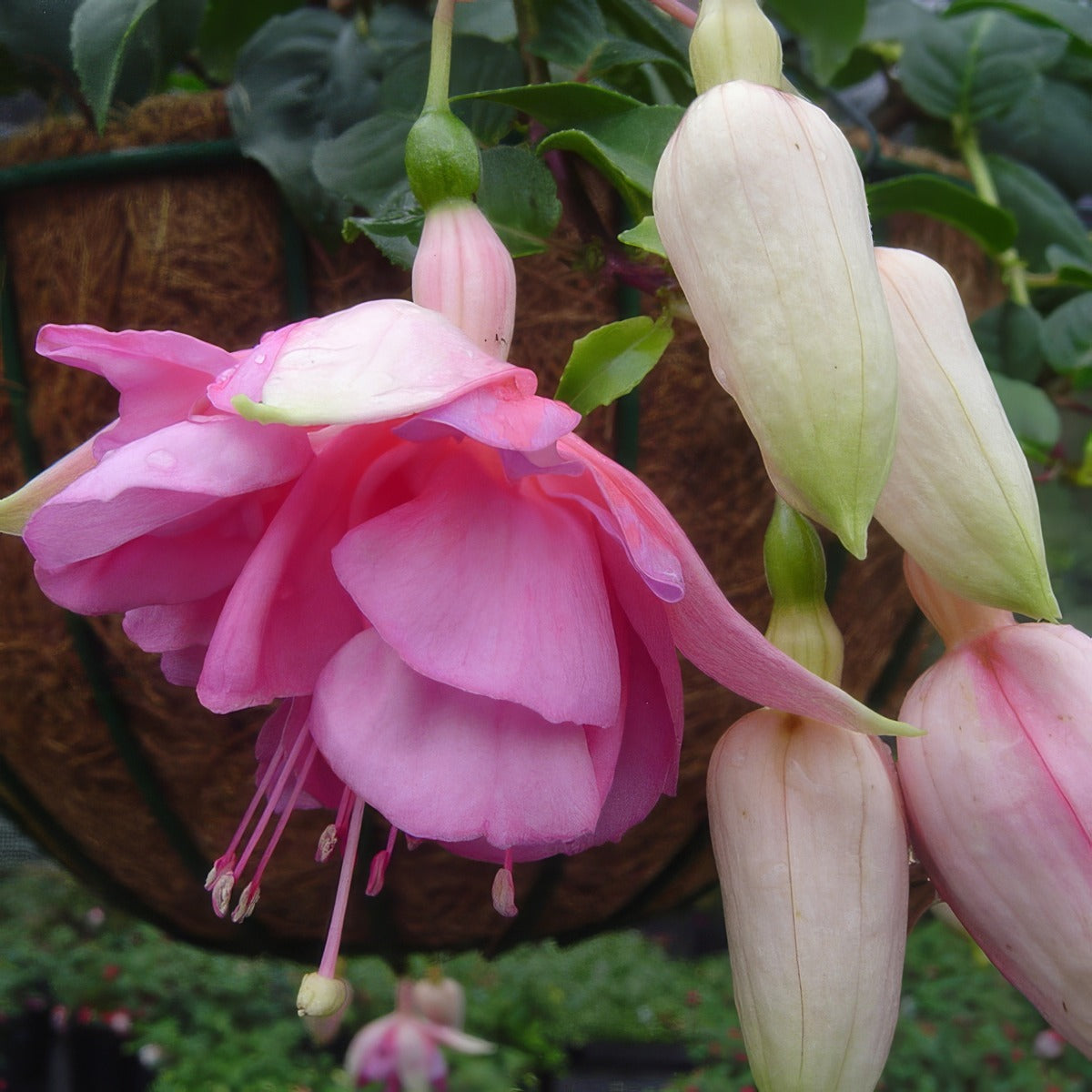 Fuchsia Pink Sky