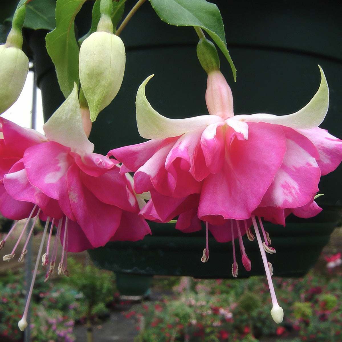Fuchsia Snow Fire P10fucsfi - Garden Express Australia