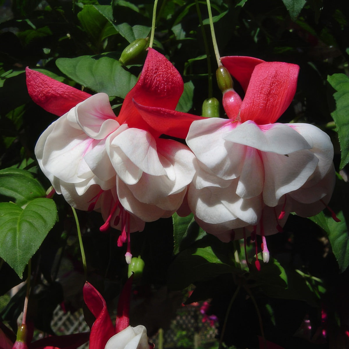 Fuchsia Swingtime P10fucswt - Garden Express Australia