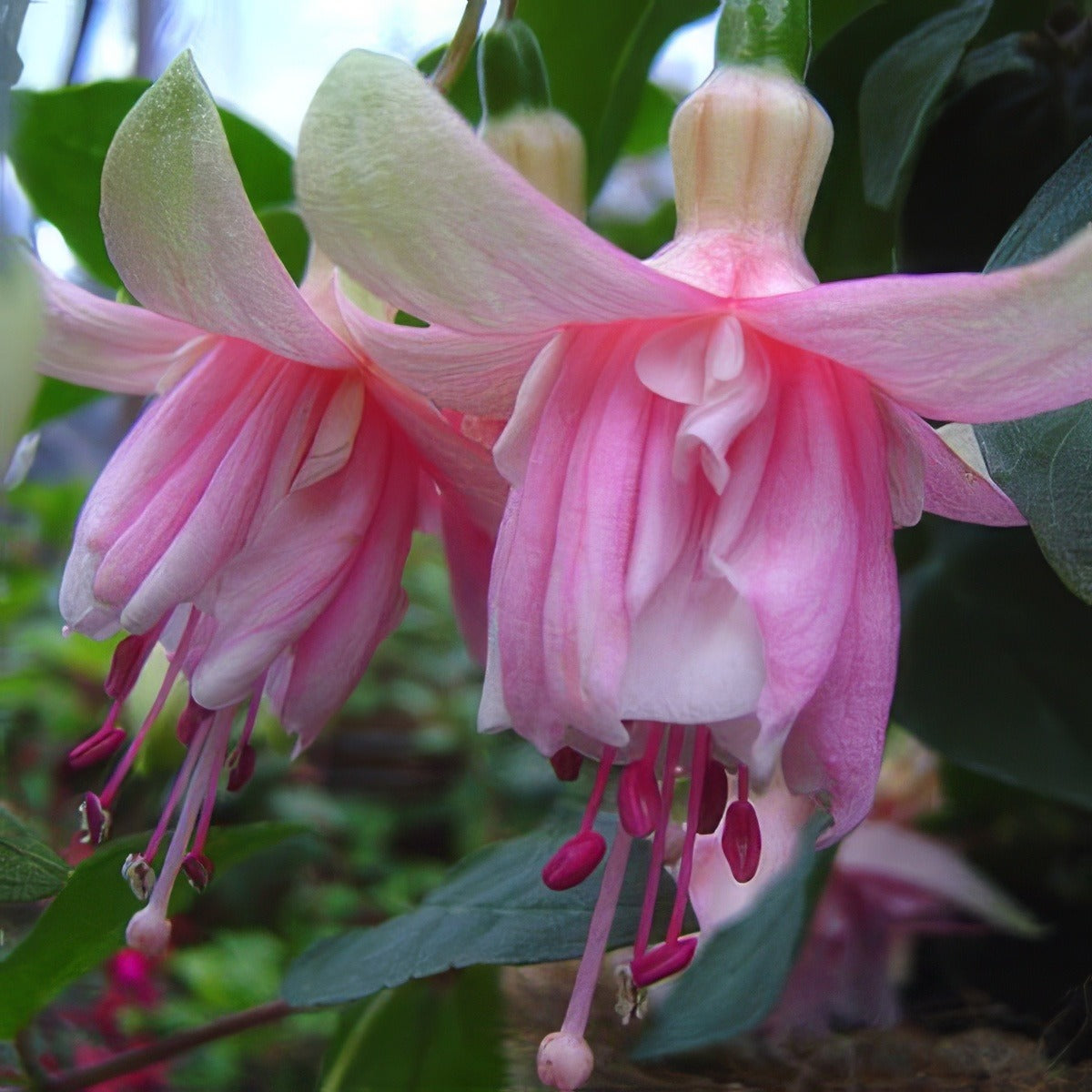 Fuchsoa Vera Annie Pplfucvan 2020 - Garden Express Australia
