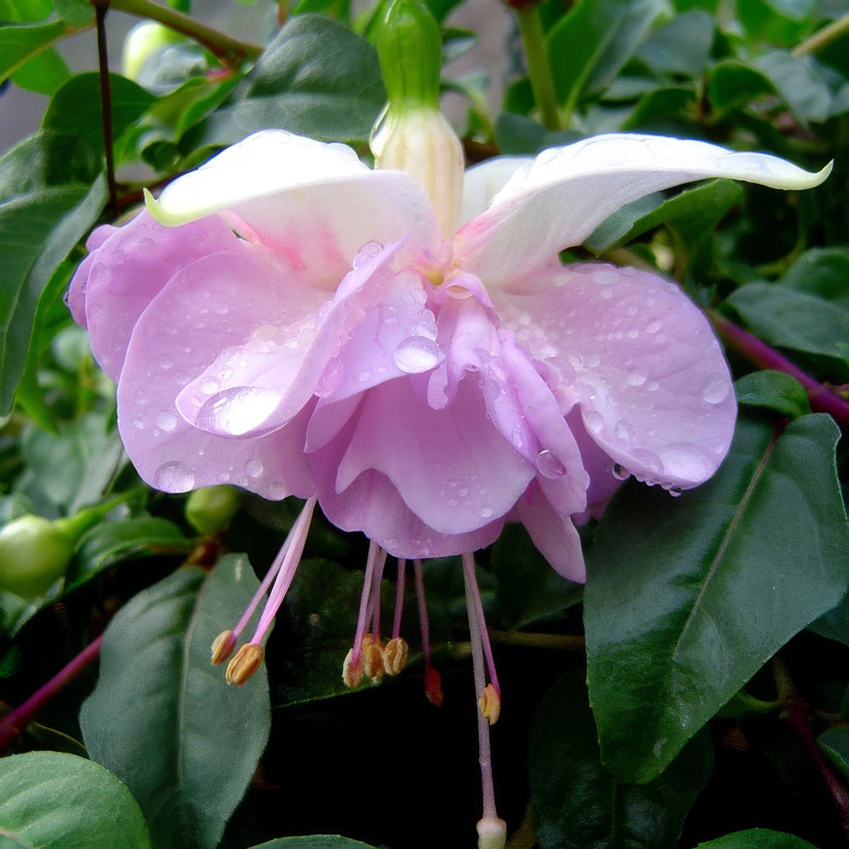 Fuchsia Wendys Beauty P10fucwbe - Garden Express Australia