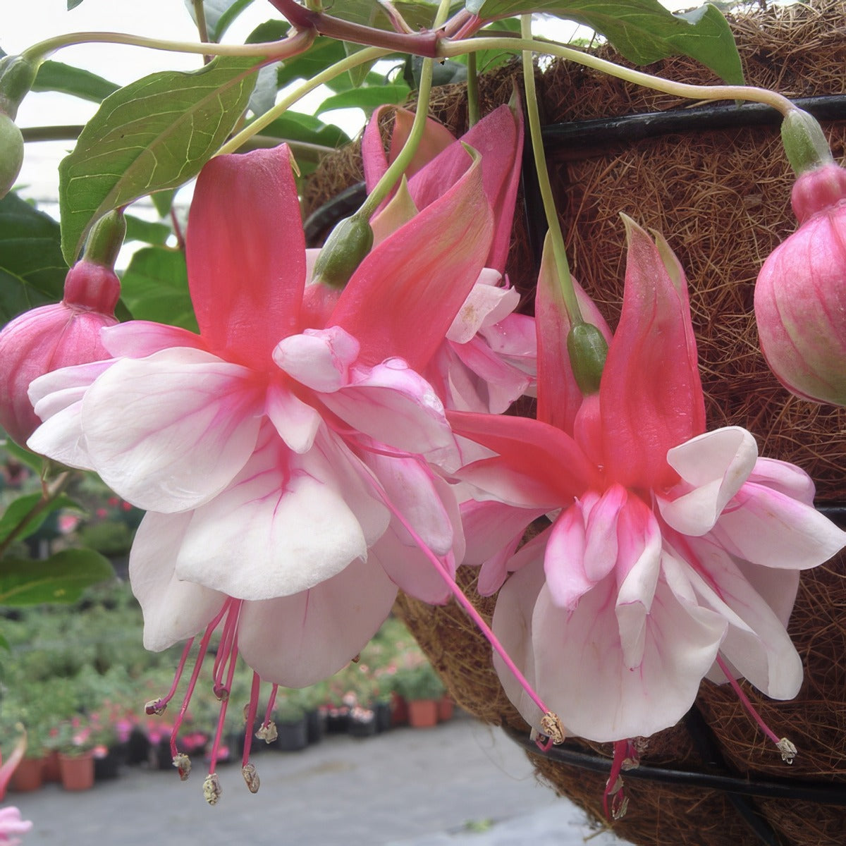 Fuchsia Weald View Bossa Nova Pplfucwvbn - Garden Express Australia