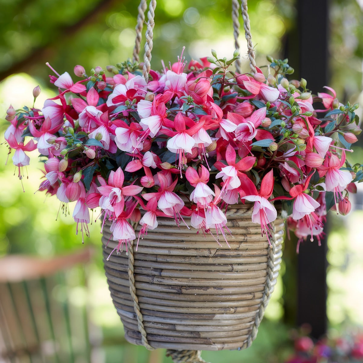 Fuchsia Bella Hilda - Garden Express Australia