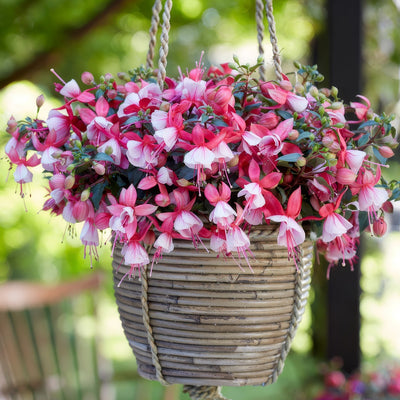 Fuchsia Bella Hilda - Garden Express Australia