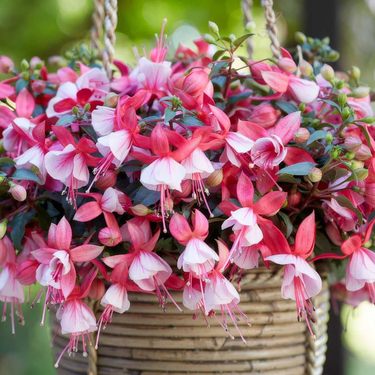 Fuchsia Bella Hilda P68fucbhi - Garden Express Australia
