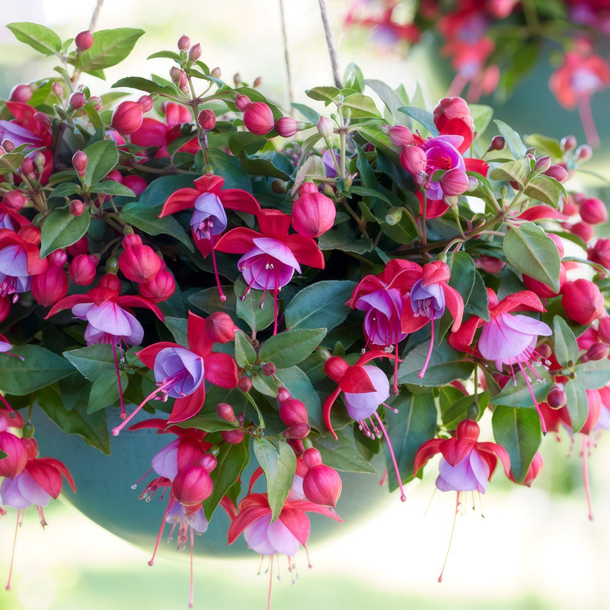 Fuchsia Bella Lydia - Garden Express Australia