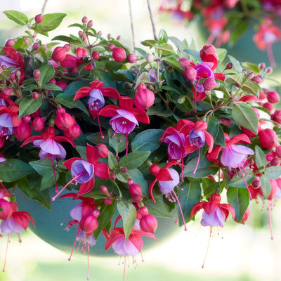 Fuchsia Bella Lydia - Garden Express Australia