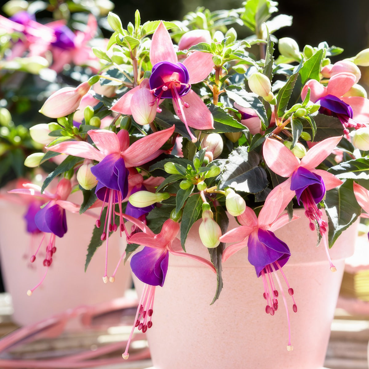 Fuchsia Bella Mariska - Garden Express Australia