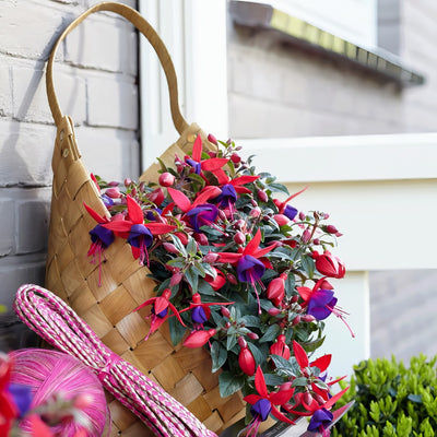 Fuchsia Bella Sacha - Garden Express Australia
