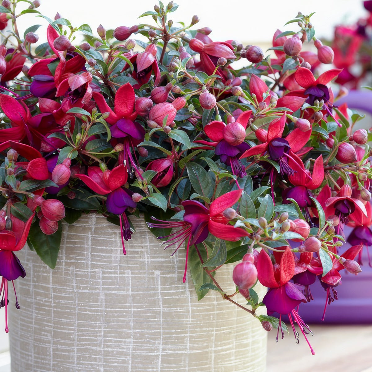 Fuchsia Bella Soila - Garden Express Australia