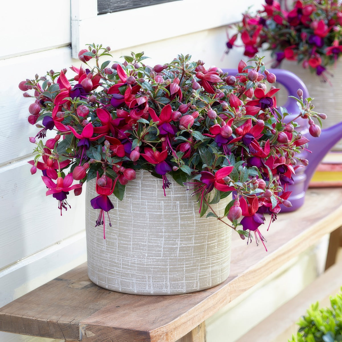 Fuchsia Bella Soila P68fucbsl - Garden Express Australia