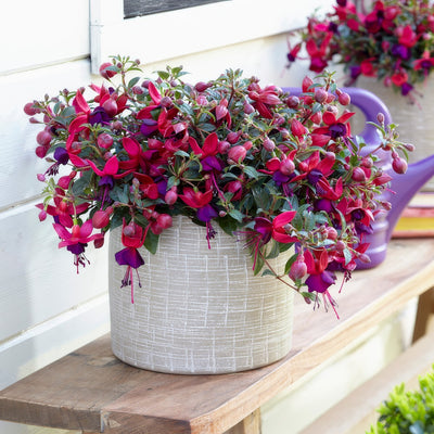 Fuchsia Bella Soila P68fucbsl - Garden Express Australia