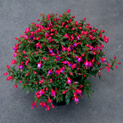 Fuchsia Red And Blue - Garden Express Australia