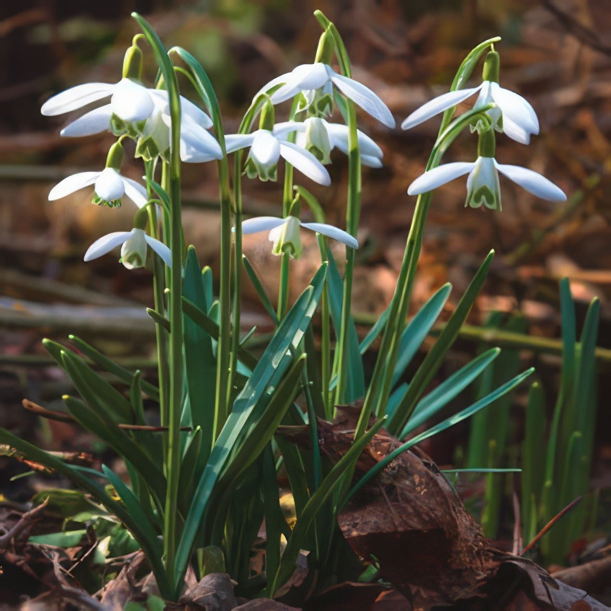 Galanthus Sylvan Vale 15 St - Garden Express Australia
