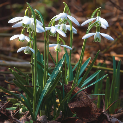 Galanthus Sylvan Vale 15 St - Garden Express Australia