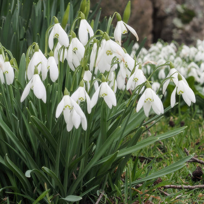Galanthus Sylvan Vale 2 Pkgalsva 2026 - Garden Express Australia