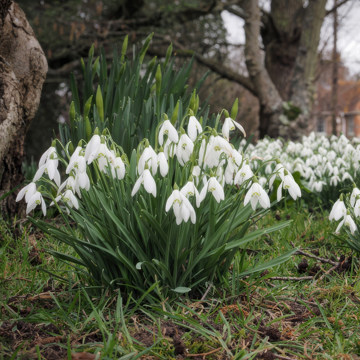 Galanthus Sylvan Vale Pkgalsva 2026 - Garden Express Australia