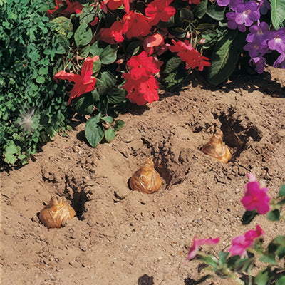 Bulb Planter 2 - Garden Express Australia