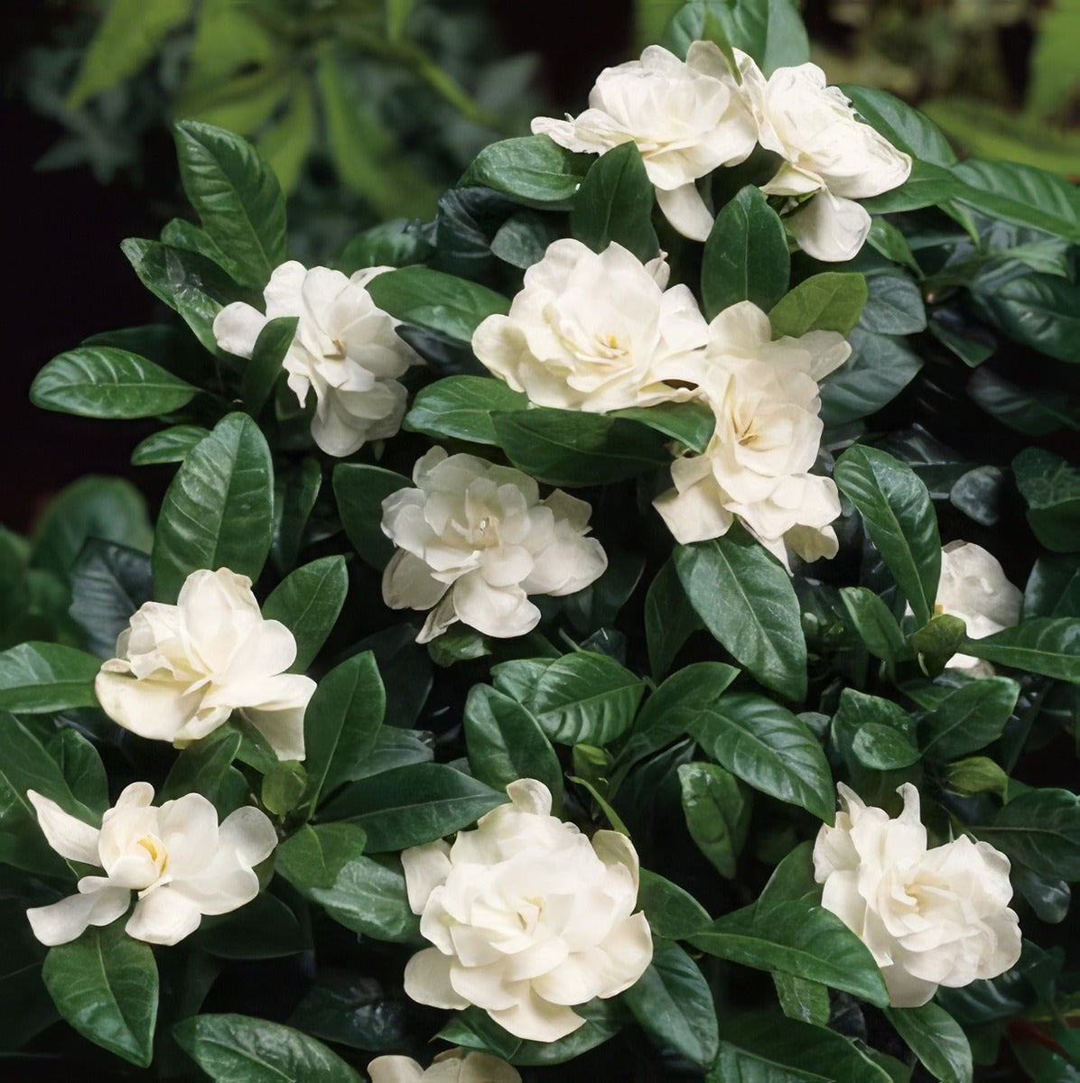 Gardenia Aimee Yoshiba 14 - Garden Express Australia