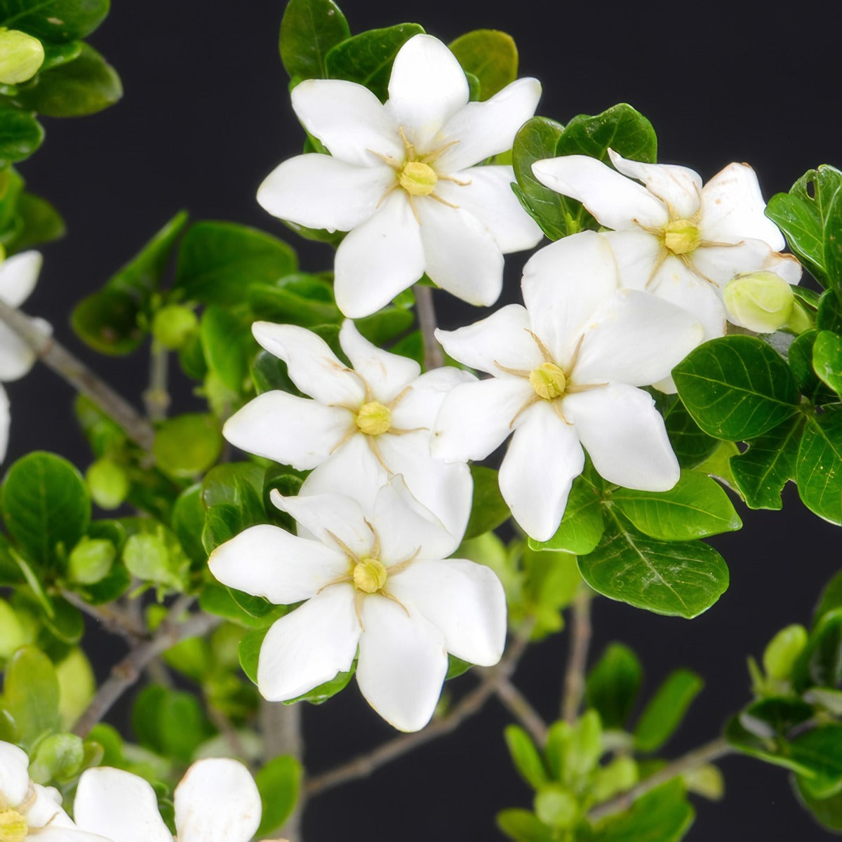 Gardenia Sweet Star P20garsst - Garden Express Australia