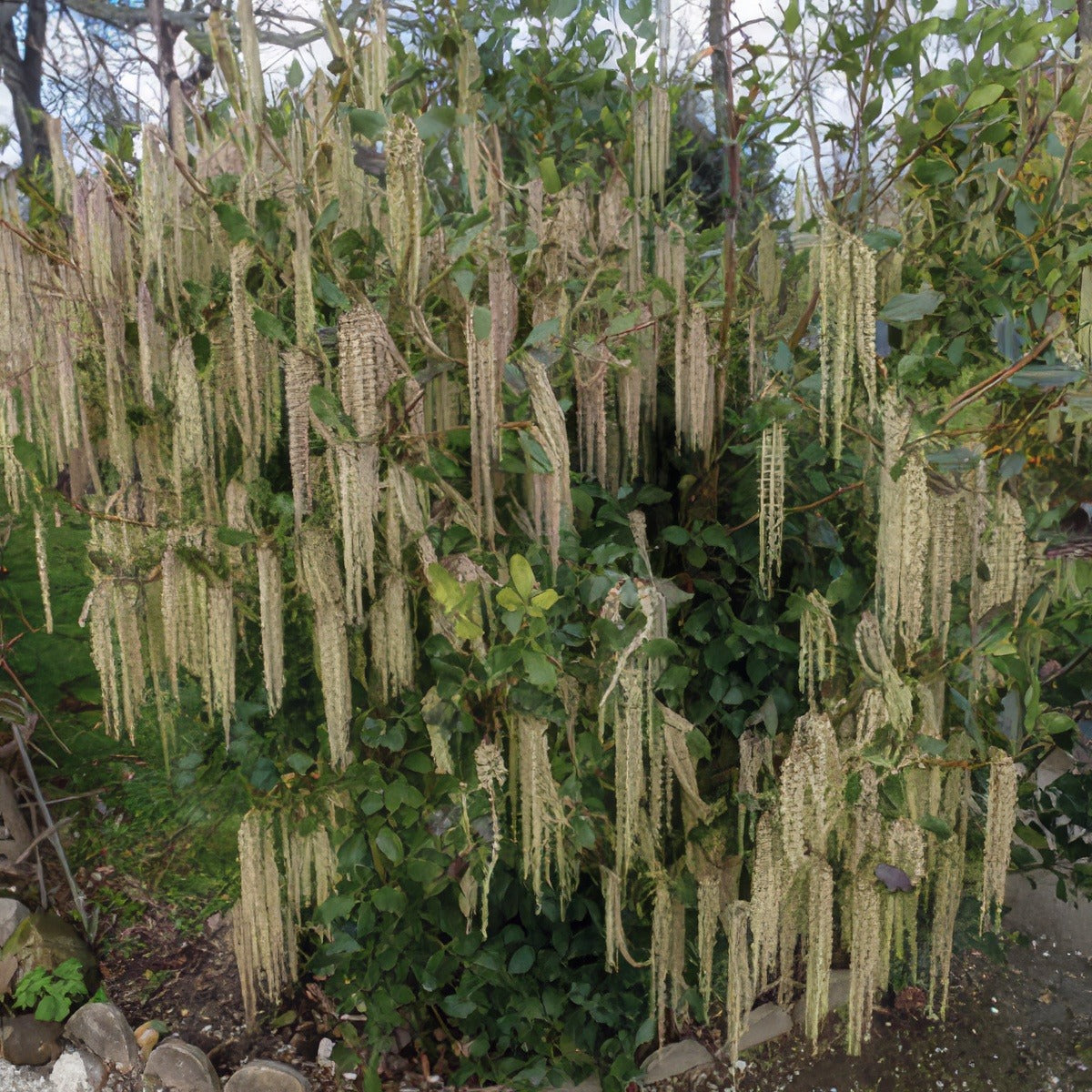 Garrya Elliptica By Salix Via Wiki Lpogarell - Garden Express Australia