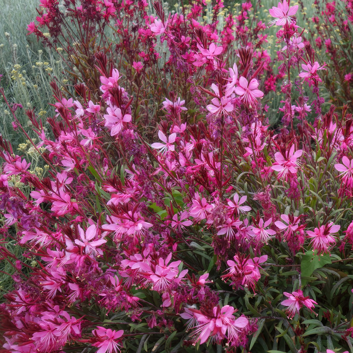 Gaura Belleza Dark Pink P68gaubdp - Garden Express Australia