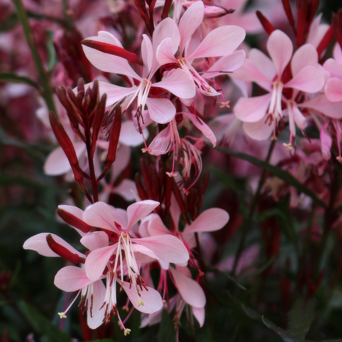 Gaura Graceful Light Pink - Garden Express Australia