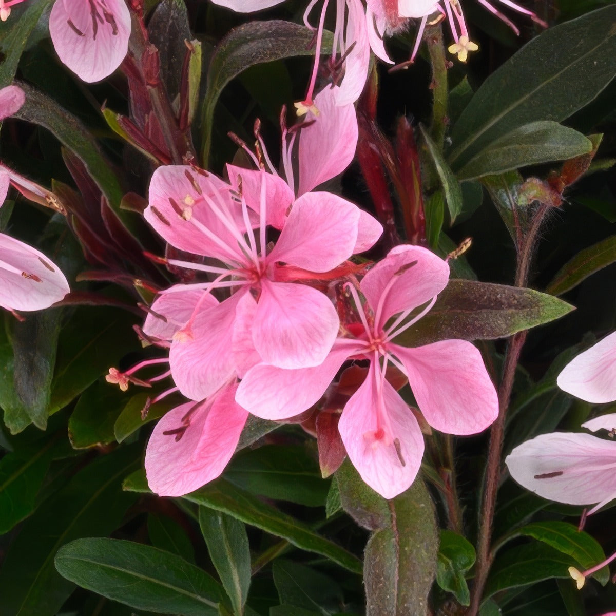 Gaura Steffi Blush Pink - Garden Express Australia