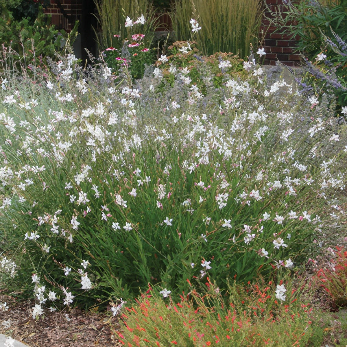 Gaura White Lpogauwhi - Garden Express Australia