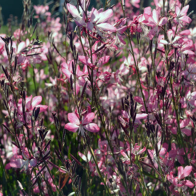 Gaura Little Janie P75gaulja - Garden Express Australia