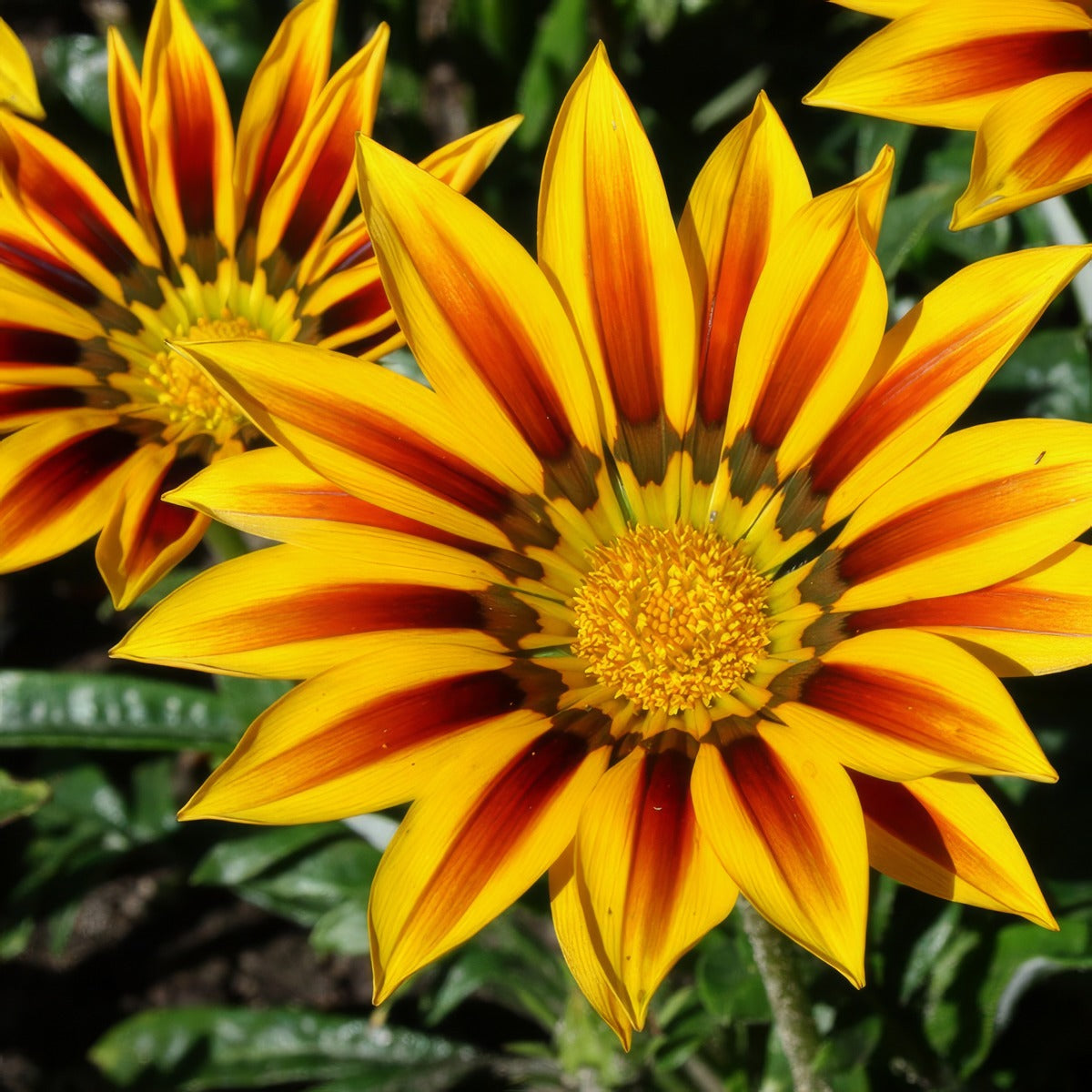 Gazania Daybreak Red Stripe P68gazdrs - Garden Express Australia