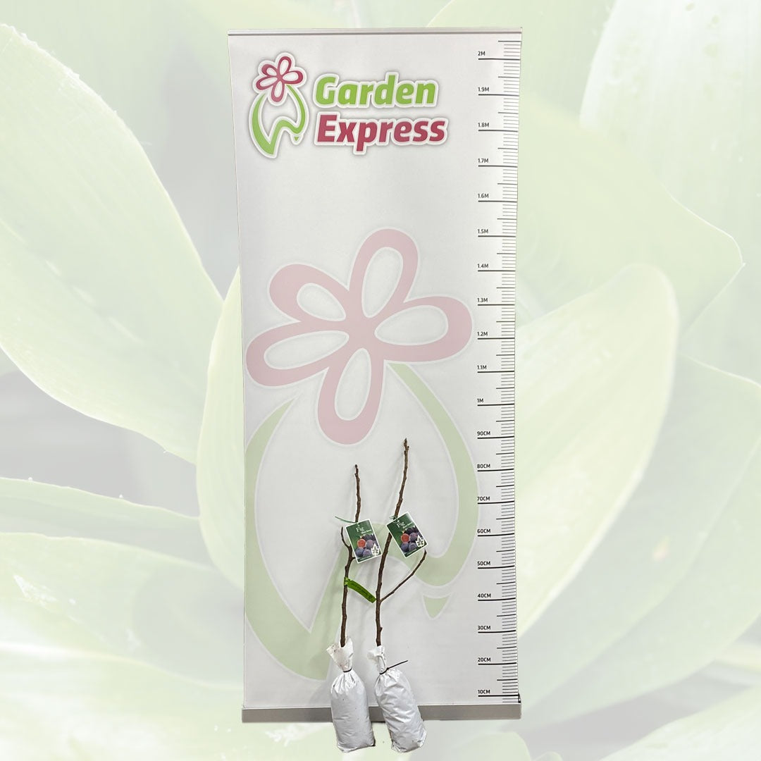 Fig Black Genoa Trefiggbl Size 1 - Garden Express Australia