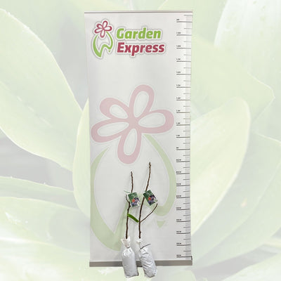 Fig Black Genoa Trefiggbl Size 1 - Garden Express Australia