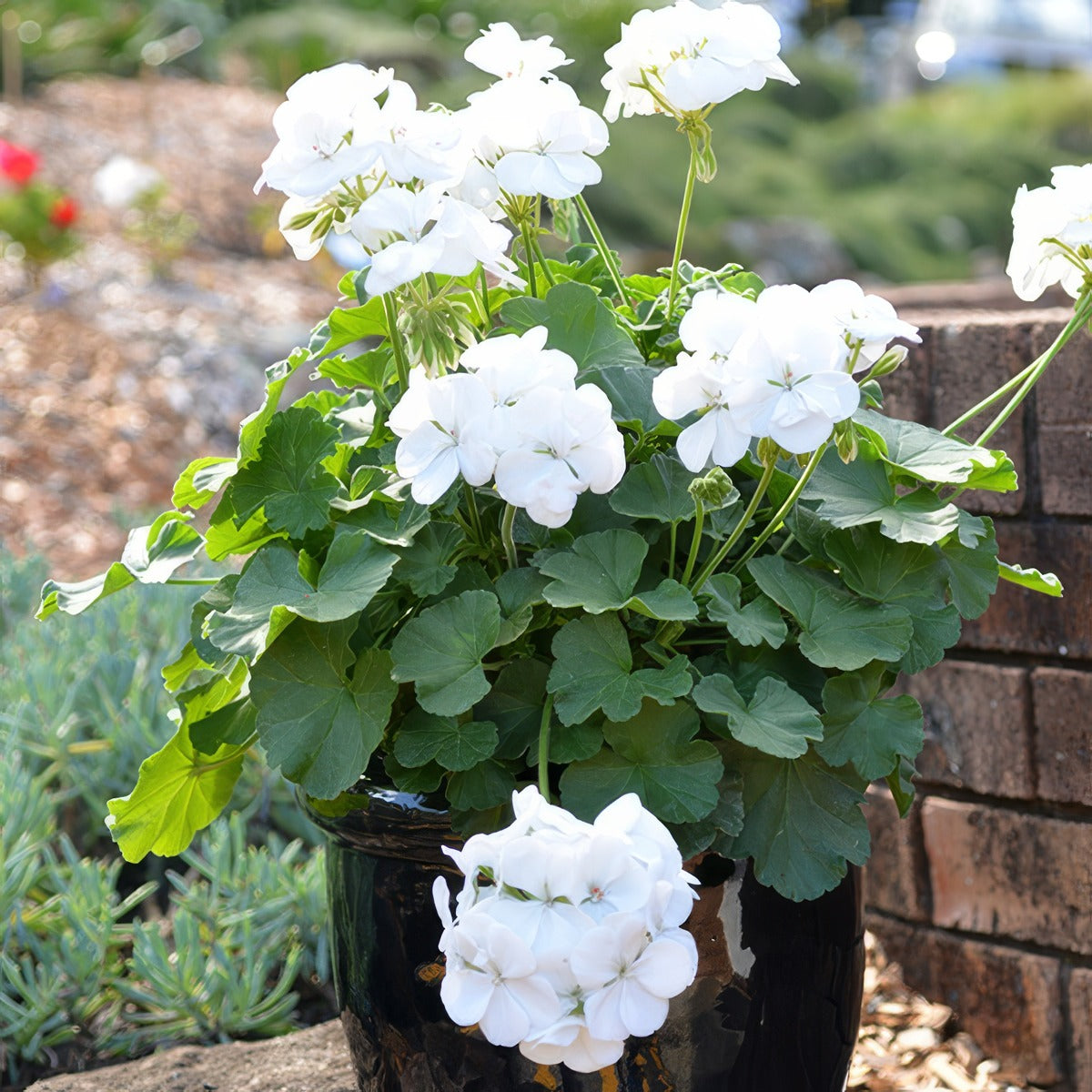 Geranium Big White P10gerbwh - Garden Express Australia