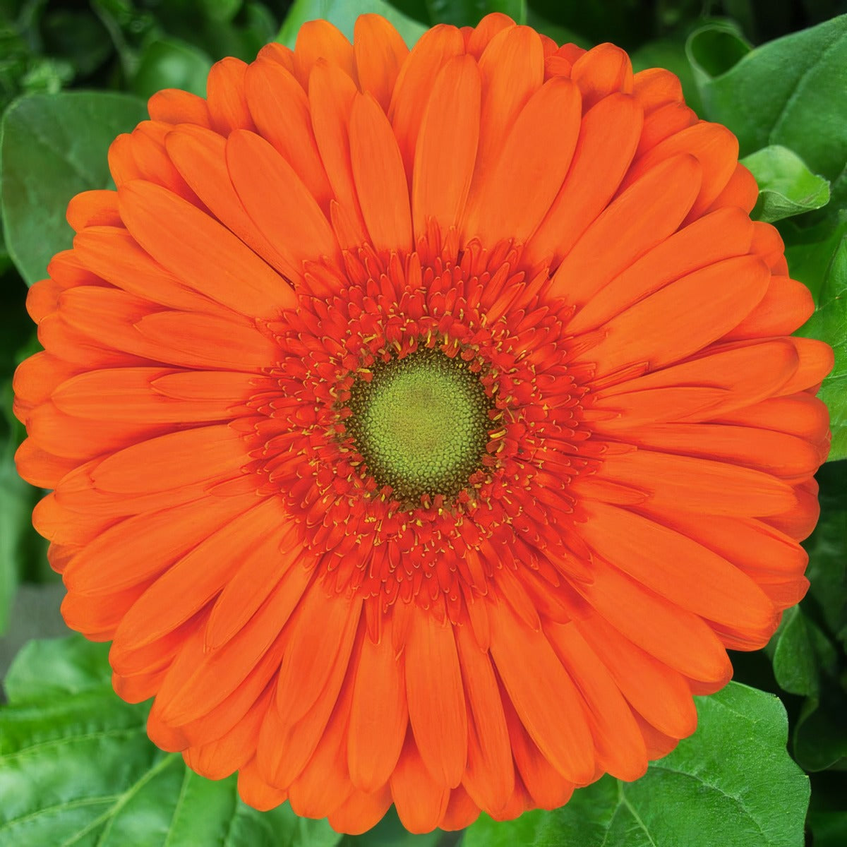Gerbera Atlanta Pkgeratl - Garden Express Australia