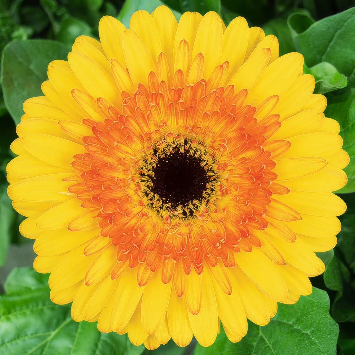 Gerbera Aventura Pkgerave - Garden Express Australia