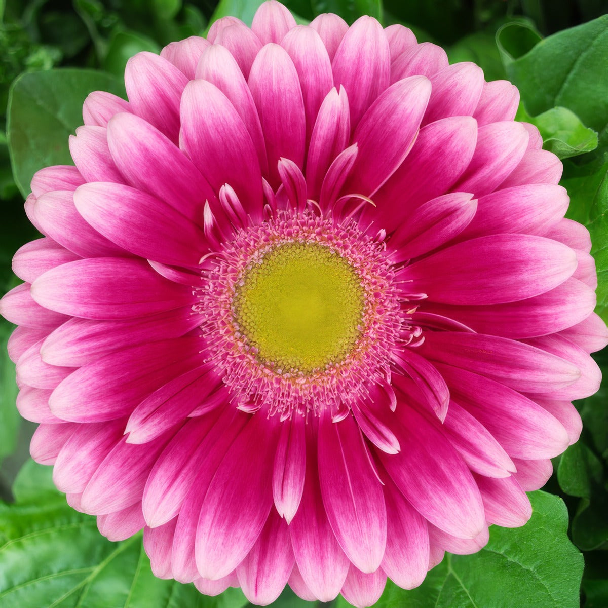 Gerbera Bingo Plagerbin - Garden Express Australia