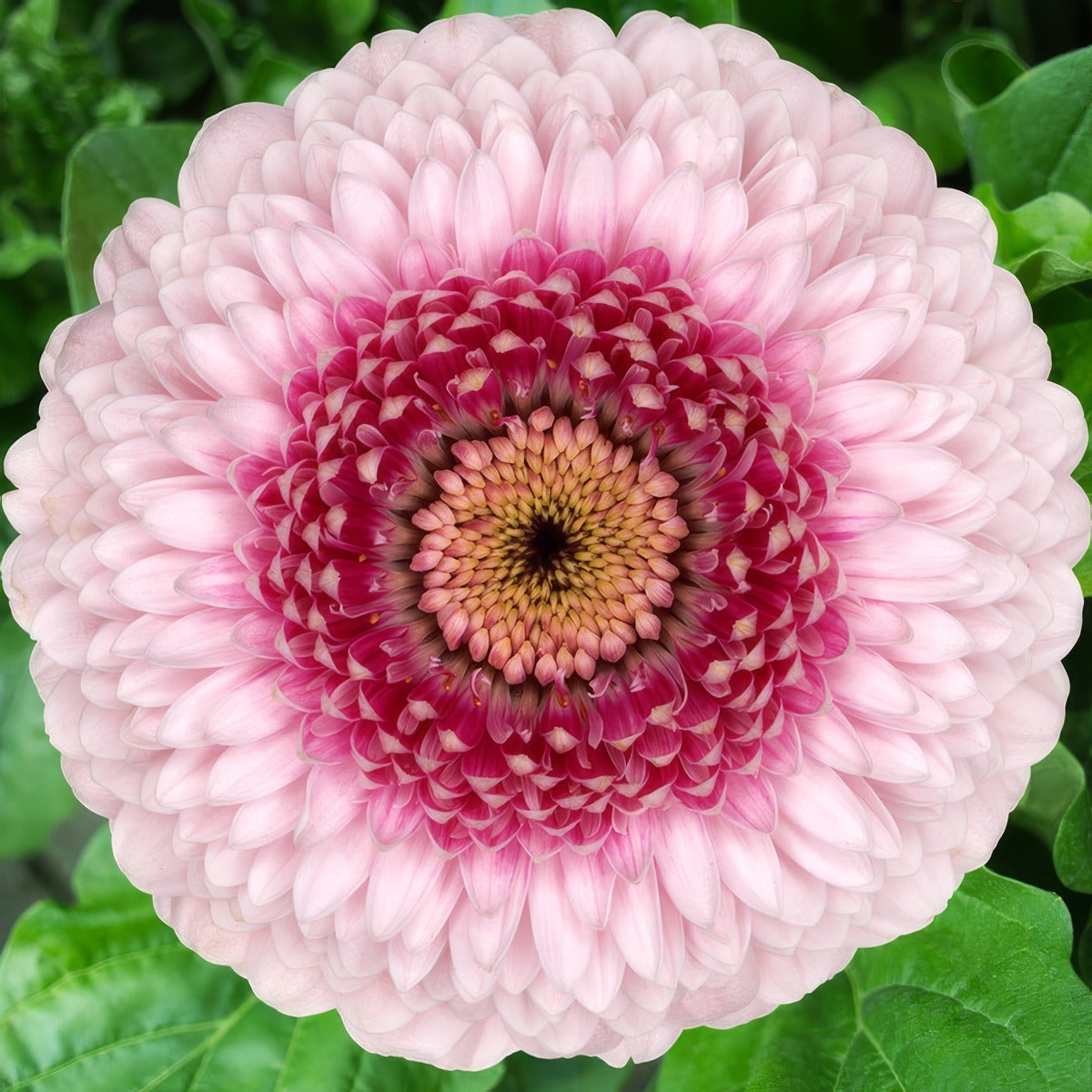 Gerbera Camilla Plagercam - Garden Express Australia