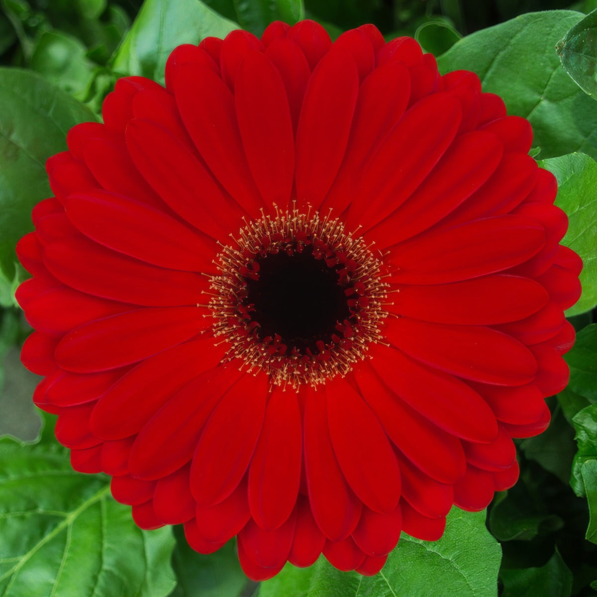 Gerbera Centurion Plagercen - Garden Express Australia