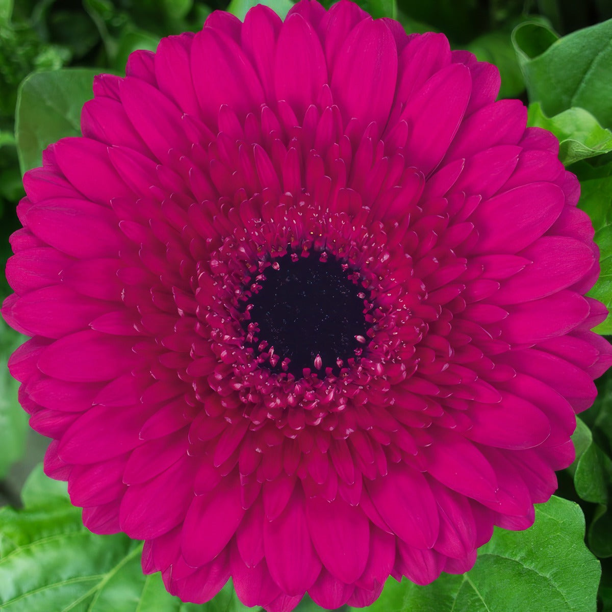 Gerbera Farao Pkgerfar - Garden Express Australia