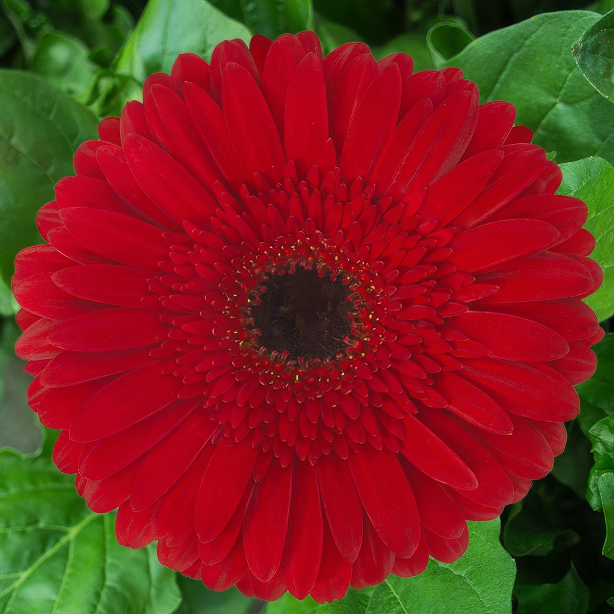 Gerbera Kilan Plagerkla - Garden Express Australia