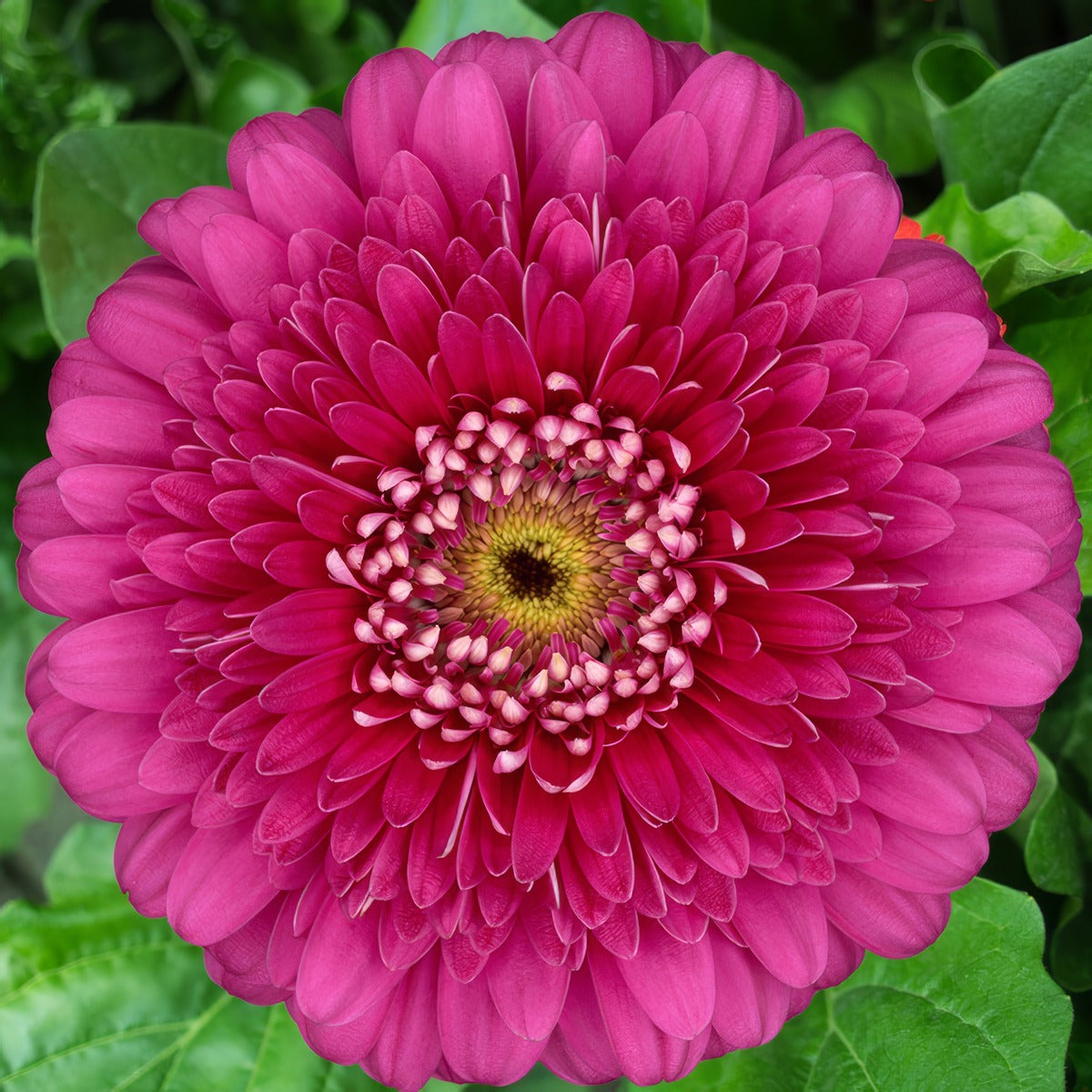 Gerbera Magic Ball Plagermba - Garden Express Australia