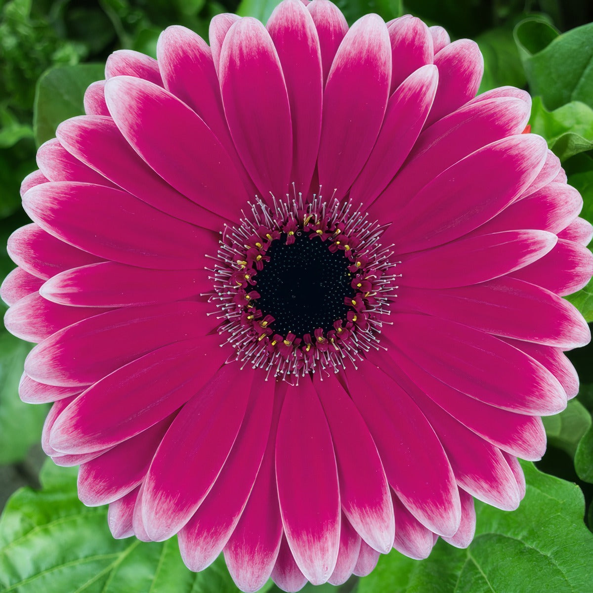 Gerbera Nuance Pkgernua - Garden Express Australia