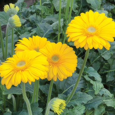 Gerbera 2018 Panama Pkgerpan - Garden Express Australia