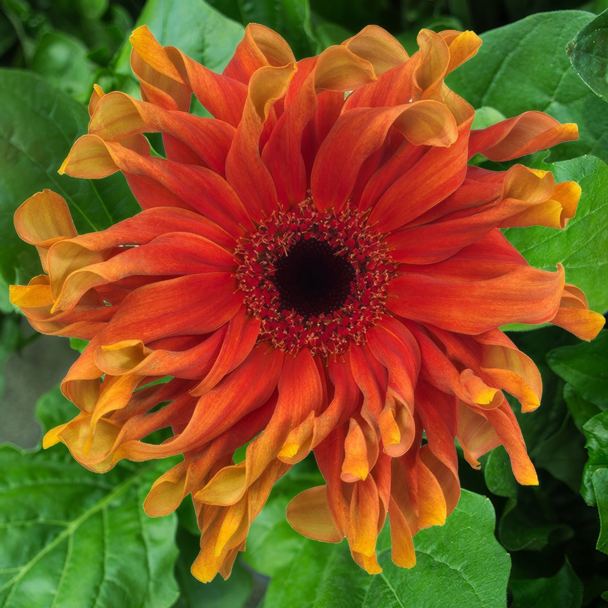 Gerbera Pastini Capreese Plagerpca - Garden Express Australia