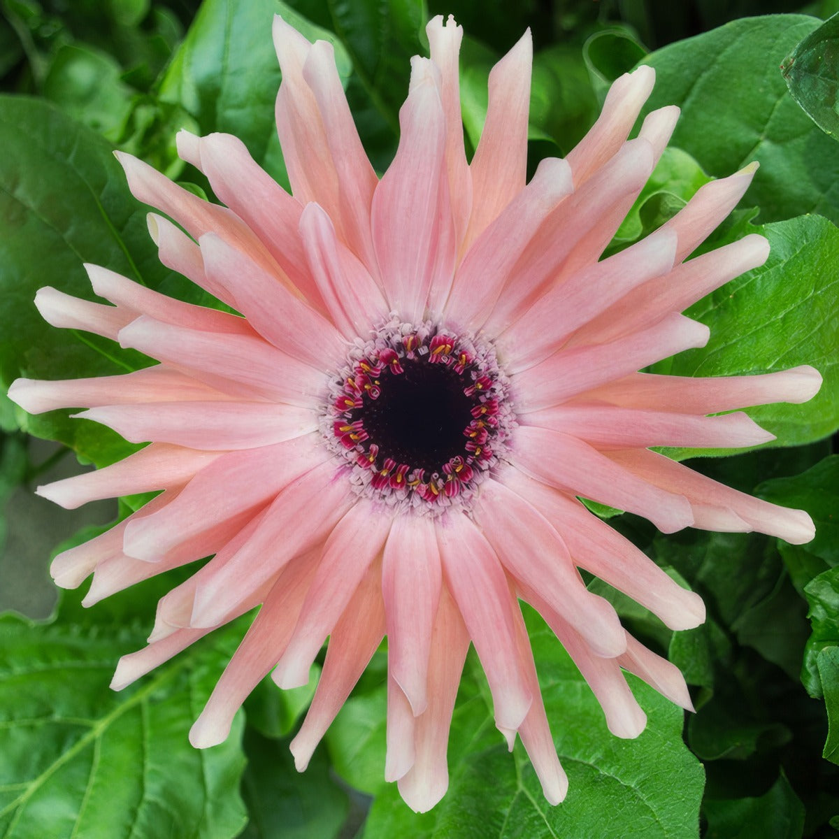 Gerbera Pastini Pesaro Plagerppe - Garden Express Australia